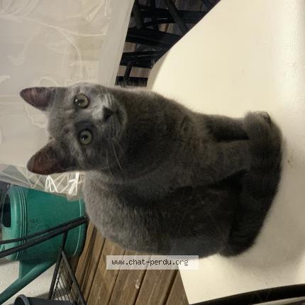 Photo 1/1 Choupinou Chat lost in Nalliers