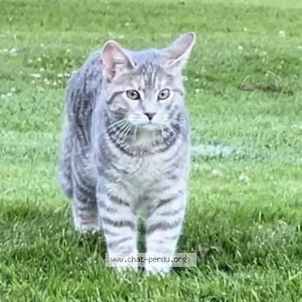 Photo 1/1 Capucine Chat lost in Mollie margot