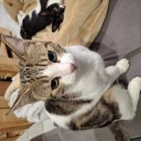 Picture of cat lost at Tesson