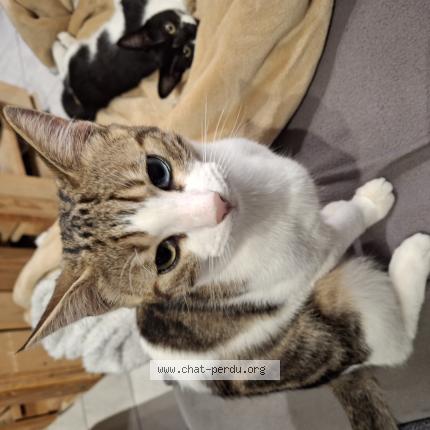 Photo 1/1 Végéta Chat lost in Tesson