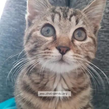 Photo 1/1 Athèna Chat lost in Glageon