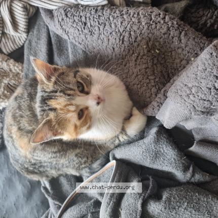 Photo 1/1 Rounie Chat lost in Lalizolle