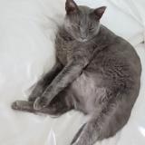 Picture of cat lost at Libourne