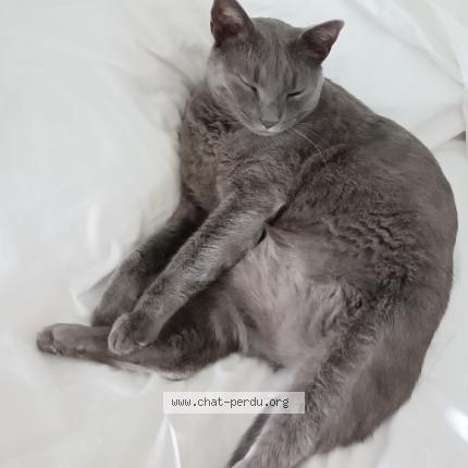 Photo 1/1 Orion Chat lost in Libourne