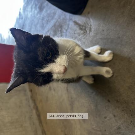 Photo 1/1 Found cat Found in Bulle