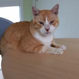 Picture of cat lost at Blaye