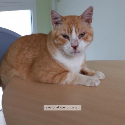 Photo 1/1 rocky Chat lost in Blaye