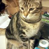 Picture of cat lost at Saint Simon De Pellouaille