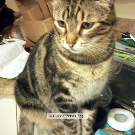 Photo 1/1 LILIE Chat lost in Saint simon de pellouaille