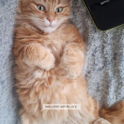 Photo 1/1 ROUCKY Chat lost in Hyeres