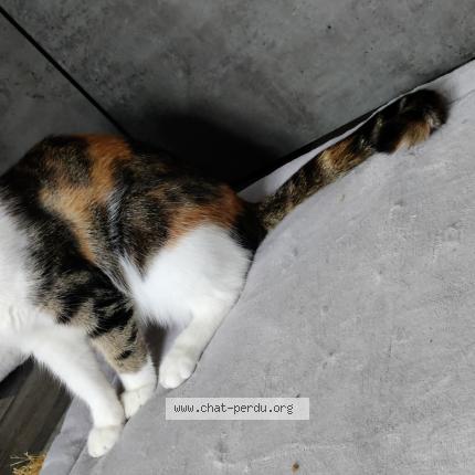 Photo 1/1 Biscotte Chat lost in Bruay sur l escaut