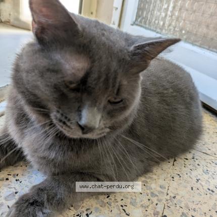 Photo 1/1 Found cat Found in Salon de provence