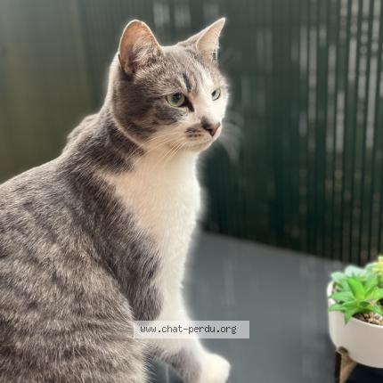 Photo 1/3 Milou Chat lost in Geneuille