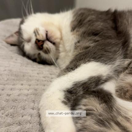 Photo 2/3 Milou Chat lost in Geneuille