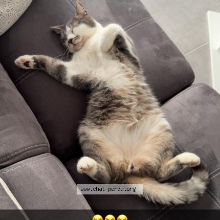 Photo 3/3 Milou Chat lost in Geneuille