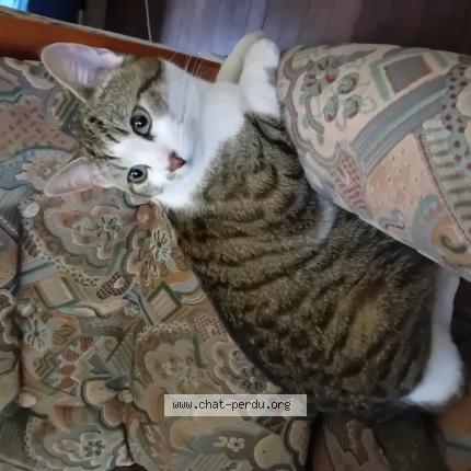 Photo 1/1 Maloo Chat lost in Bourges