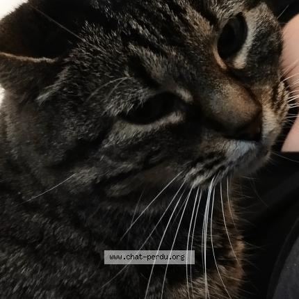 Photo 1/1 Minette Chat lost in Molsheim