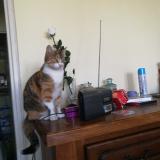 Picture of cat lost at La Chapelle Sur Erdre