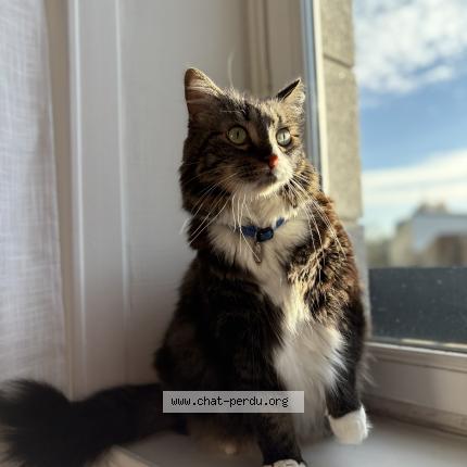 Photo 1/1 Papouille Chat lost in Sens de bretagne