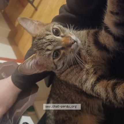 Photo 1/1 Jinx Chat lost in Thionville