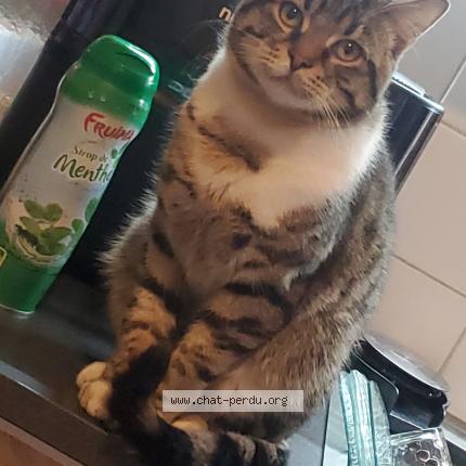 Photo 1/1 Wally Chat lost in Faches thumesnil