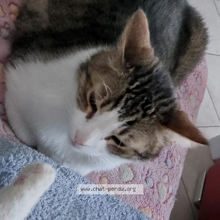 Foto van vermiste kat in Molenbeek Saint Jean