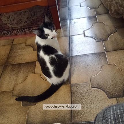 Photo 1/2 Pixie Chat lost in Josselin