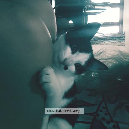 Photo 2/2 Pixie Chat lost in Josselin