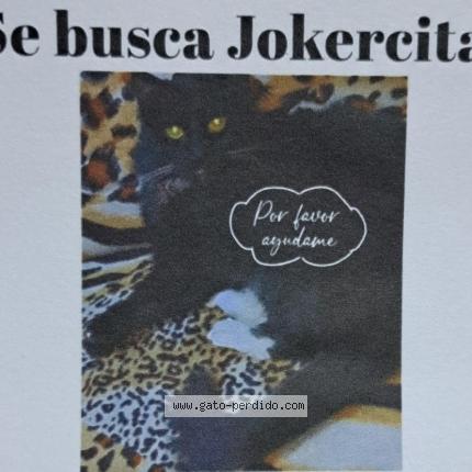 Photo 1/1 Jockercita Chat lost in Comas