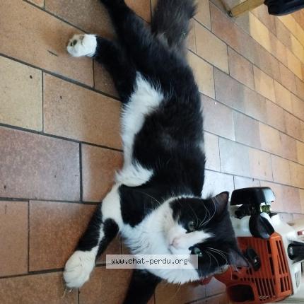 Photo 1/1 Prince Chat lost in Anteuil