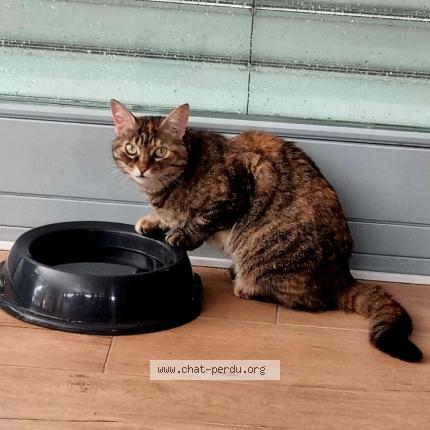 Photo 1/1 Daenerys Chat lost in Collonge