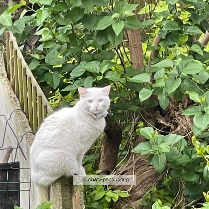 Foto van vermiste kat in Woluwe Saint Lambert