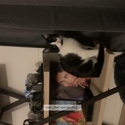 Photo 1/1 Tom nook Chat lost in Nancy