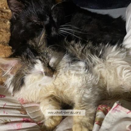 Photo 1/1 Poilu Chat lost in Forges les eaux