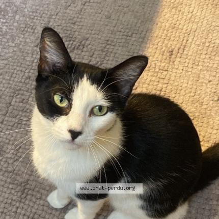 Photo 2/2 Kika Chat lost in Orleans