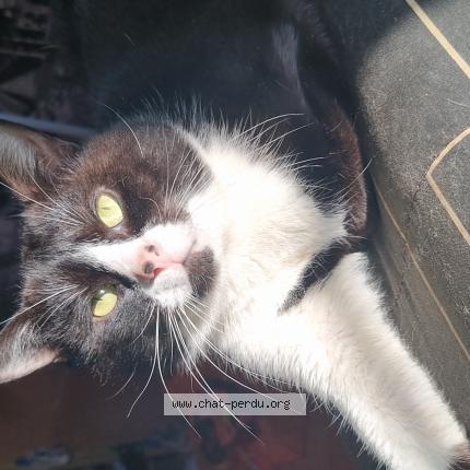 Photo 1/1 Felix Chat lost in Saints geosmmes