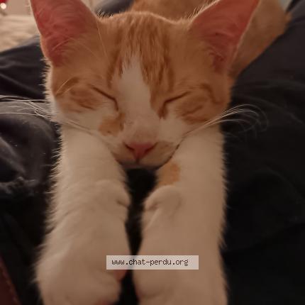 Photo 1/1 Luffy Chat lost in Reze