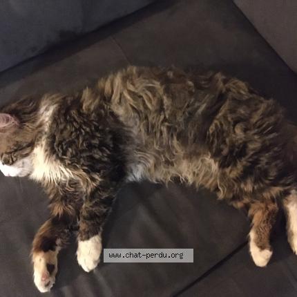 Photo 1/1 Griffon Chat lost in Melesse