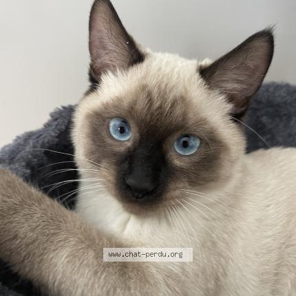 Photo 1/1 Milo Chat lost in Assomption