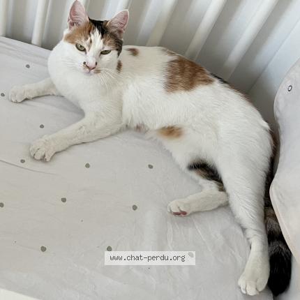 Photo 1/1 Maïdo Chat lost in Toulon