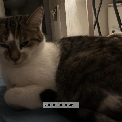 Photo 1/1 Found cat Found in Bordeaux