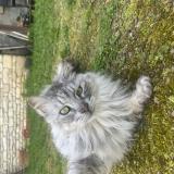 Picture of cat found at La Petit Brosse