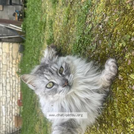 Photo 1/1 Found cat Found in La petit brosse