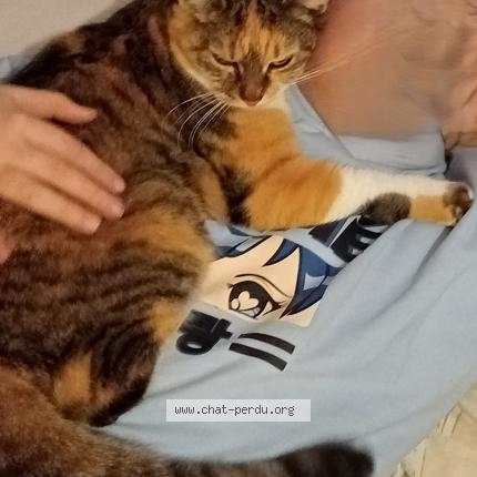 Photo 1/1 Katania Chat lost in Plumelec