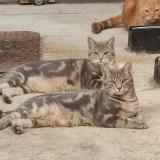 Picture of cat lost at Nouzerines