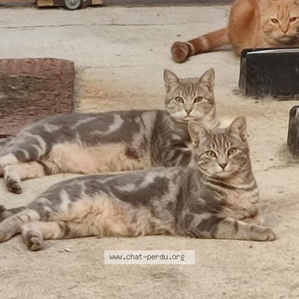 Photo 1/1 MAGNUS Chat lost in Nouzerines