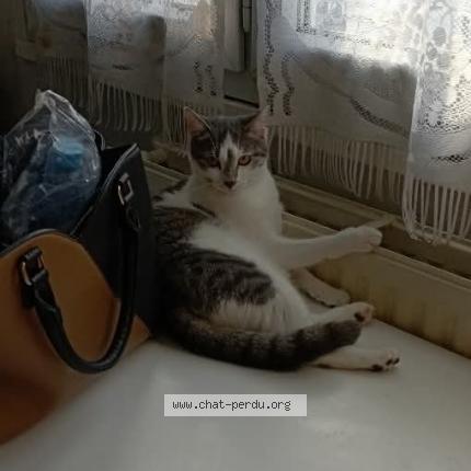 Photo 1/1 Nala Chat lost in Lyon