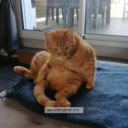 Photo 1/1 WIZMI Chat lost in Quimper