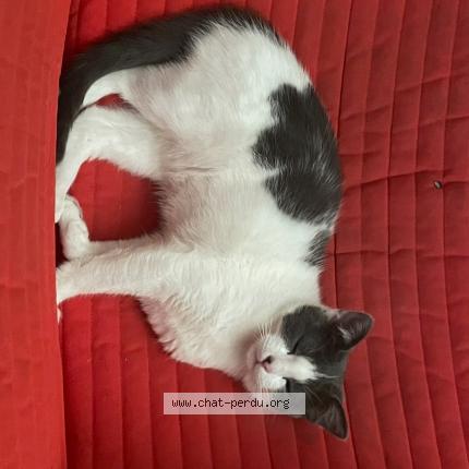 Photo 1/1 Umka Chat lost in Rennes