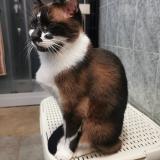 Picture of cat lost at Les Mureaux